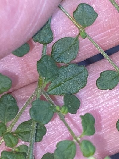Prostanthera violacea, photographed by prossington