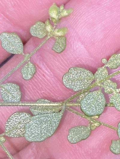 Prostanthera violacea, photographed by prossington