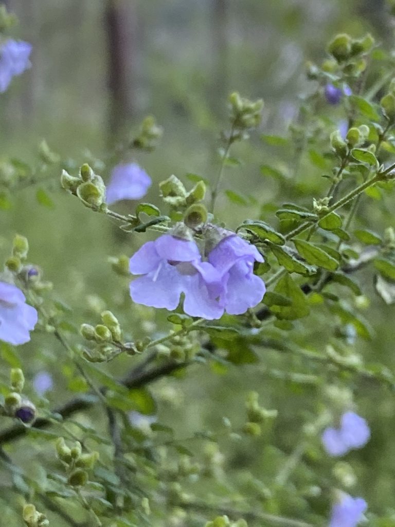 Prostanthera violacea, photographed by prossington