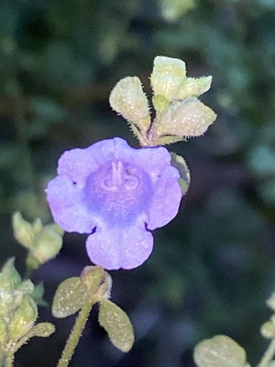 Prostanthera violacea, photographed by prossington