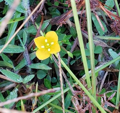 Ludwigia arcuata, photographed by Jeanene Arrington-Fisher