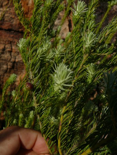 Phylica ambigua, photographed by Tony Rebelo