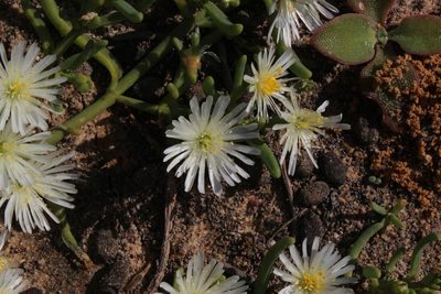 Mesembryanthemum rapaceum, photographed by Tony Rebelo