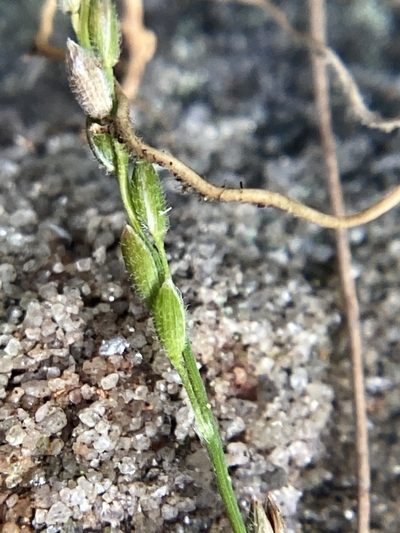 Ancistrachne maidenii, photographed by prossington