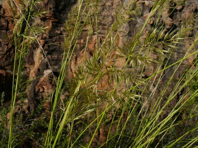 Capeochloa arundinacea, photographed by Tony Rebelo