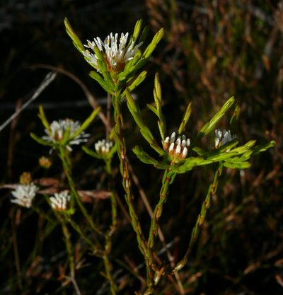 Agathosma aemula, photographed by Tony Rebelo