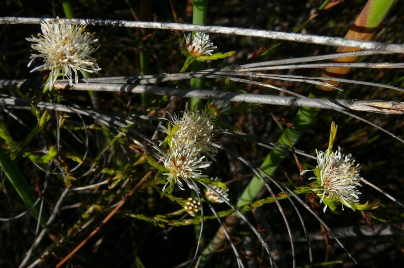 Agathosma aemula, photographed by Tony Rebelo