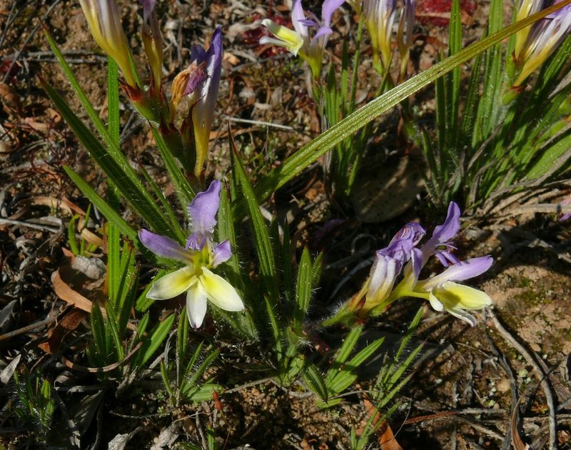 Babiana auriculata, photographed by Tony Rebelo