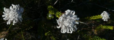 Phylica plumigera, photographed by Tony Rebelo