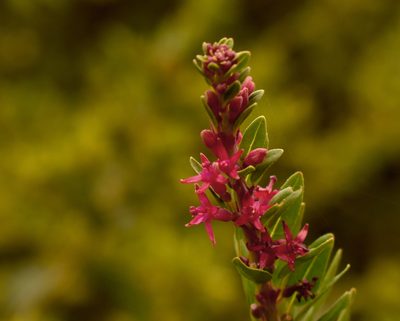 Fuchsia lycioides, photographed by Nicolás Villaseca Merino