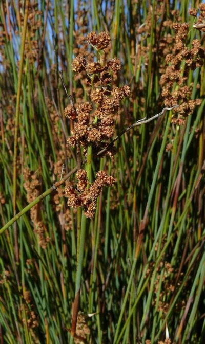 Cannomois primosii, photographed by Tony Rebelo