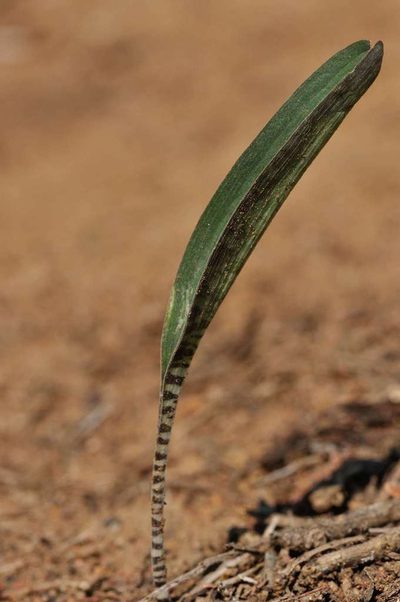 Ledebouria papillata, photographed by Andrew Hankey