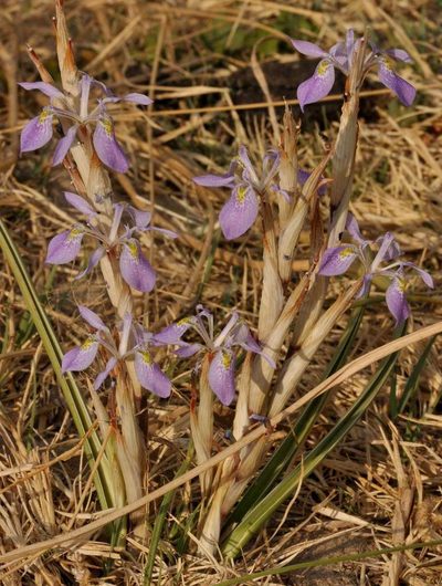 Moraea simulans, photographed by Andrew Hankey