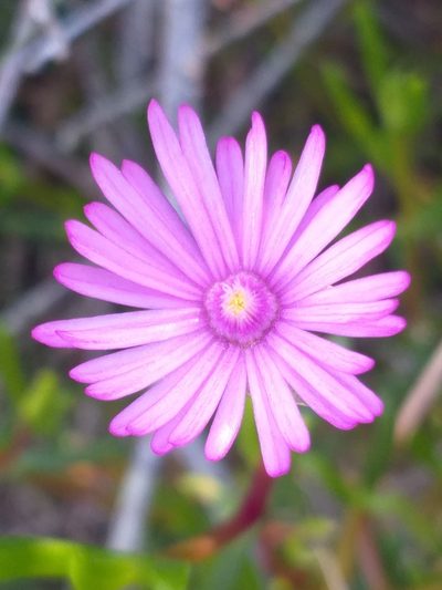 Delosperma virens, photographed by kevin koen