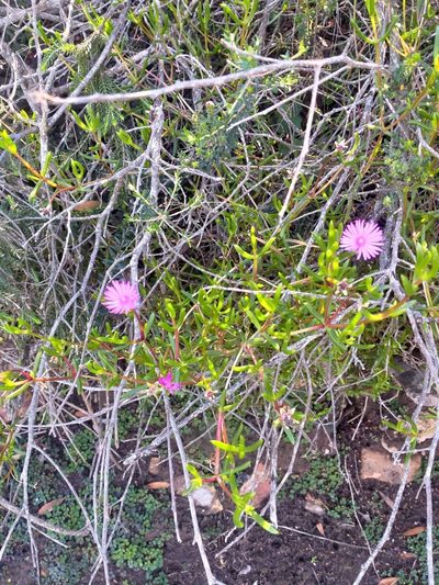 Delosperma virens, photographed by kevin koen