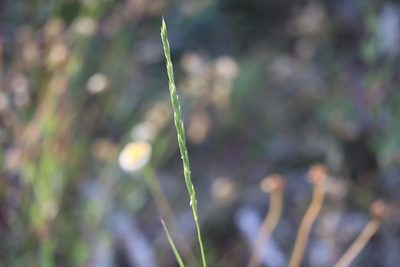 Elymus violaceus, photographed by Henry "Nick" Robertson