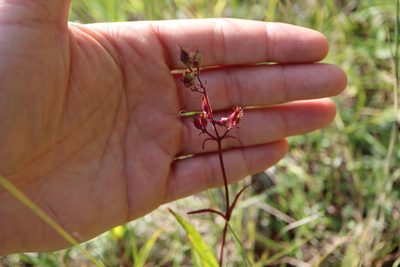 Penstemon hirsutus, photographed by Henry "Nick" Robertson