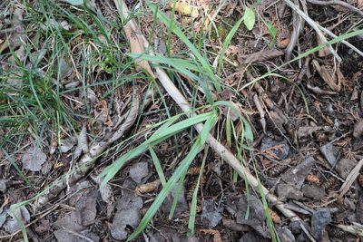 Carex granularis, photographed by Henry "Nick" Robertson