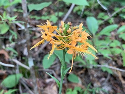 Platanthera ciliaris, photographed by dbugs