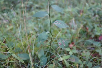 Symphyotrichum ciliolatum, photographed by Henry "Nick" Robertson