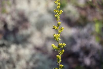 Solidago hispida, photographed by Henry "Nick" Robertson