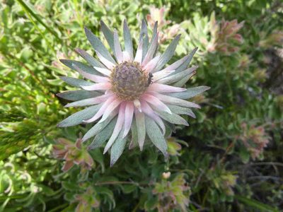 Leucadendron radiatum, photographed by Di Turner