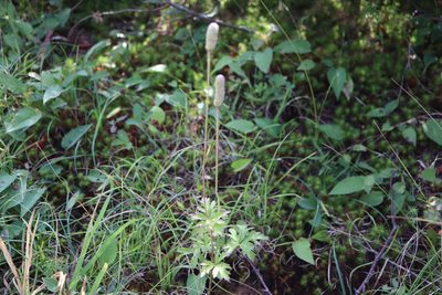 Anemone cylindrica, photographed by Henry "Nick" Robertson
