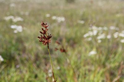Scirpus pendulus, photographed by Henry "Nick" Robertson
