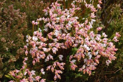 Erica dianthifolia, photographed by Di Turner