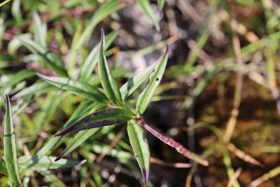 Polygala senega, photographed by Henry "Nick" Robertson