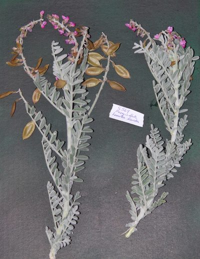 Lessertia lanata, photographed by Charles Stirton