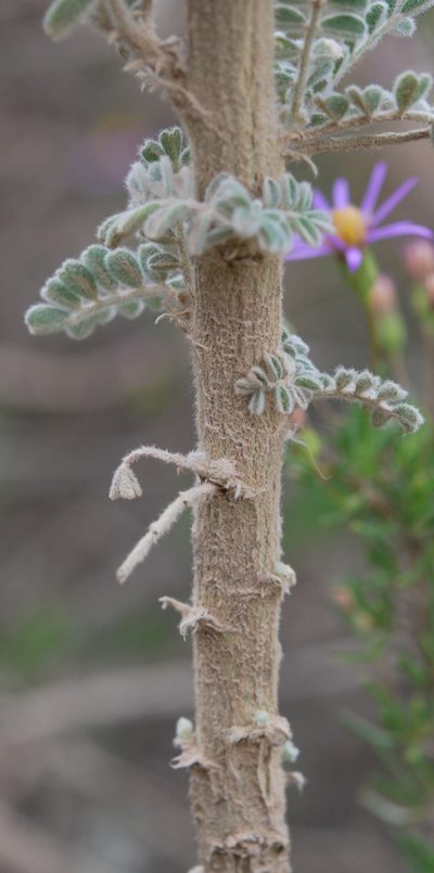 Lessertia lanata, photographed by Charles Stirton