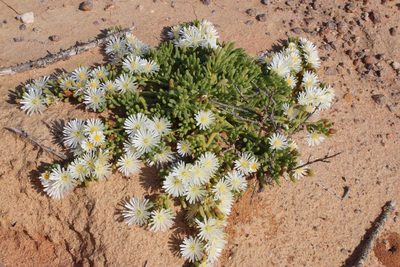 Mesembryanthemum rapaceum, photographed by Tony Rebelo