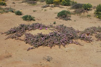 Amphibolia succulenta, photographed by Tony Rebelo