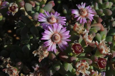 Amphibolia succulenta, photographed by Tony Rebelo