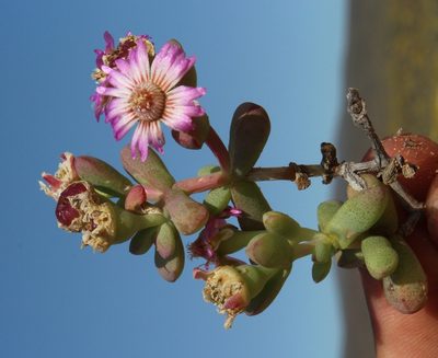 Amphibolia succulenta, photographed by Tony Rebelo
