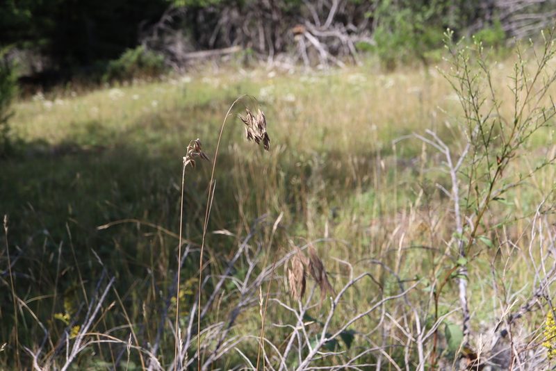 Bromus kalmii, photographed by Henry "Nick" Robertson