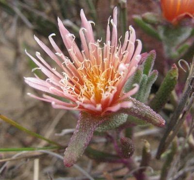 Mesembryanthemum grossum, photographed by douglaseustonbrown