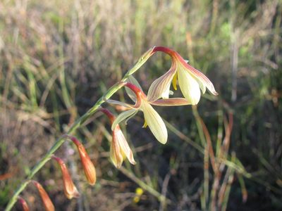 Hesperantha radiata, photographed by douglaseustonbrown