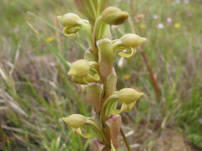 Satyrium bicorne, photographed by douglaseustonbrown