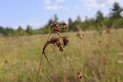 Scirpus pendulus, photographed by Henry "Nick" Robertson