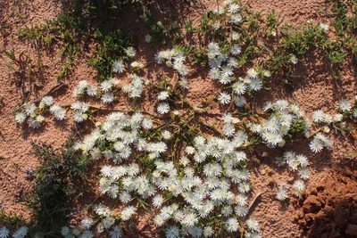 Mesembryanthemum rapaceum, photographed by Tony Rebelo