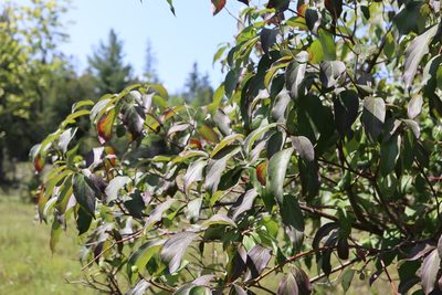 Cornus obliqua, photographed by Henry "Nick" Robertson