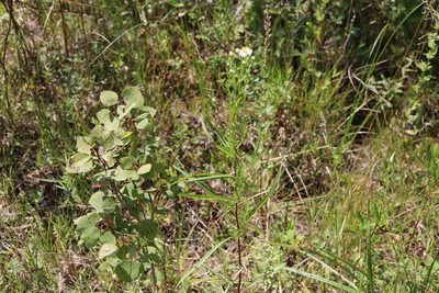 Symphyotrichum boreale, photographed by Henry "Nick" Robertson