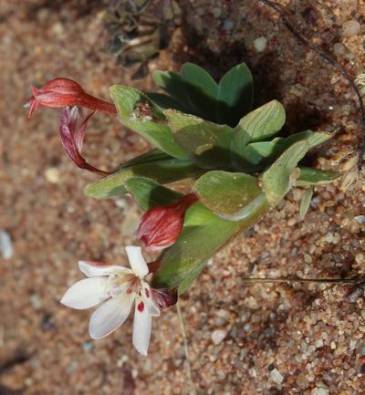 Lapeirousia divaricata, photographed by Tony Rebelo