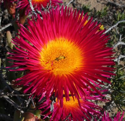 Jordaaniella spongiosa, photographed by Tony Rebelo