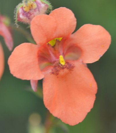 Diascia patens, photographed by Charles Stirton
