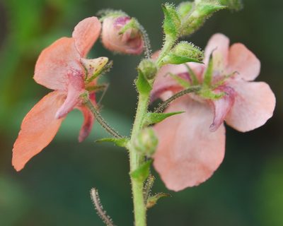 Diascia patens, photographed by Charles Stirton