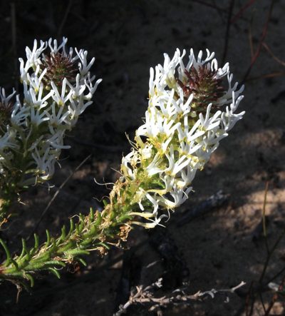 Dischisma spicatum, photographed by Tony Rebelo