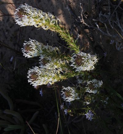 Dischisma spicatum, photographed by Tony Rebelo